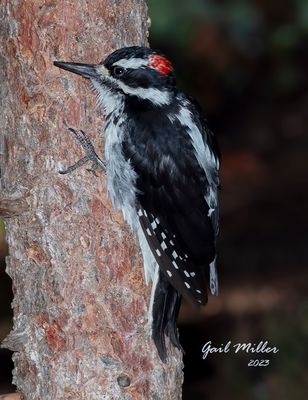 Hairy Woodpecker, male. 