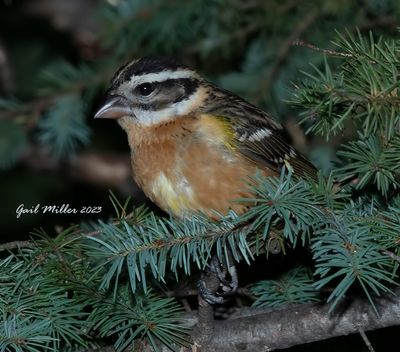 Black-headed Grosbeak, female. 