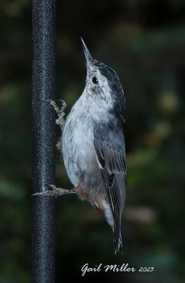 White-breasted Nuthatch