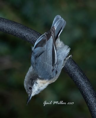 Pygmy Nuthatch 