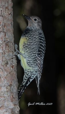 Williamson's Sapsucker, female.