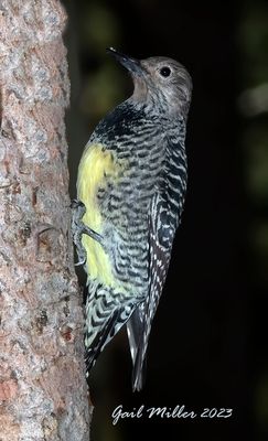 Williamson's Sapsucker, female.