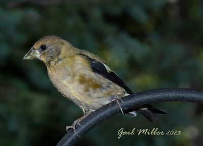 Evening Grosbeak