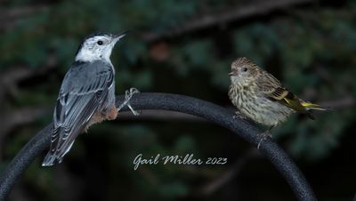 White-breasted Nuthatch and Pine Siskin 