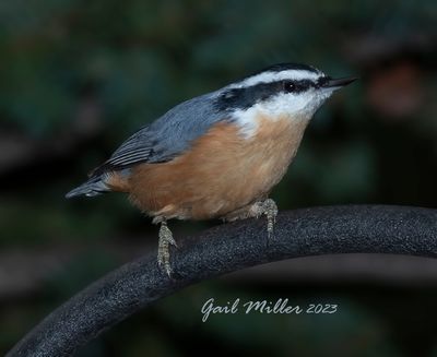 Red-breasted Nuthatch