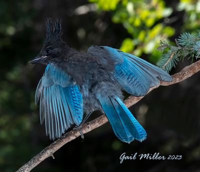 Steller's Jay
Immature begging for food from a parent