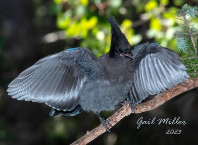 Steller's Jay
Immature begging for food from a parent
