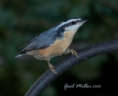 Red-breasted Nuthatch