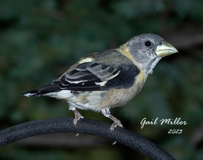 Evening Grosbeak