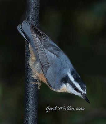 Red-breasted Nuthatch