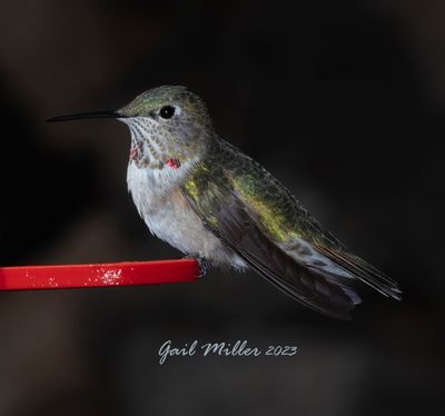 Broad-tailed Hummingbird