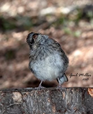 Immature Dark-eyed Junco