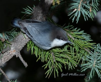 Pygmy Nuthatch 