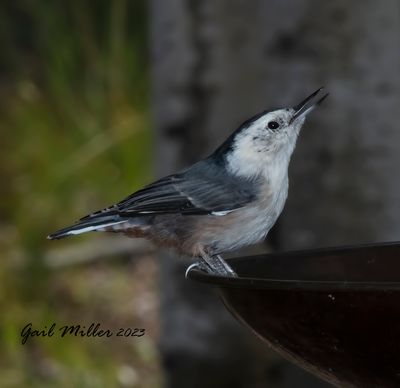 White-breasted Nuthatch