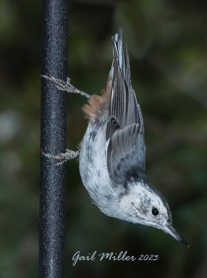 White-breasted Nuthatch