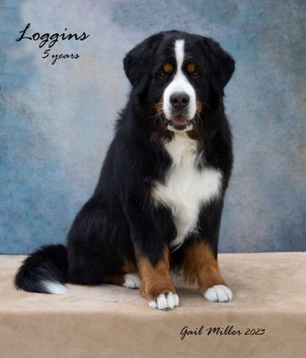 GCH CH Blumoon's For The First Time -- Loggins