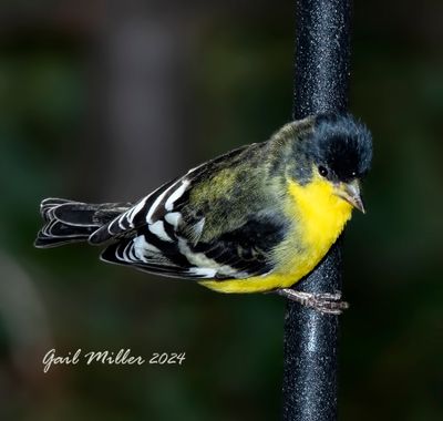 Lesser Goldfinch
New Yard bird #37