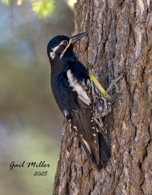 Colorado Birds