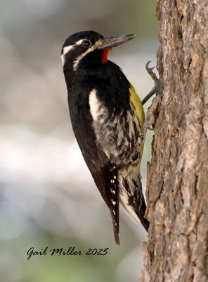 Colorado Birds