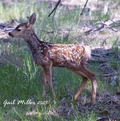 Wildlife in Colorado