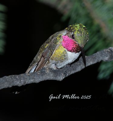 Colorado Birds