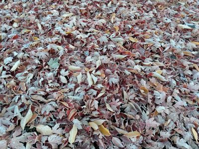 Frost 3 2024