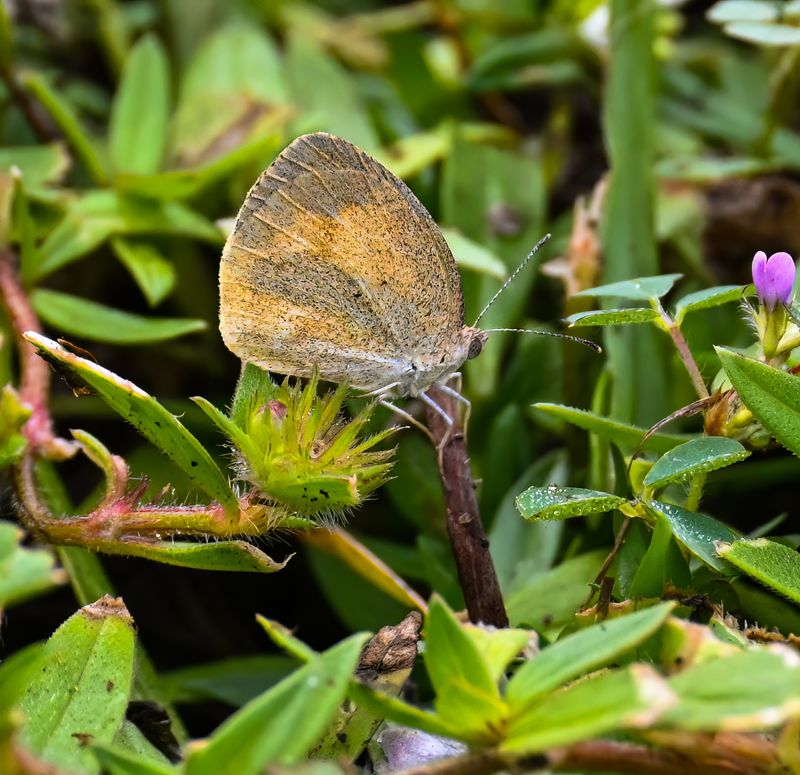 Dainty Sulphur  -Nathaus iole-