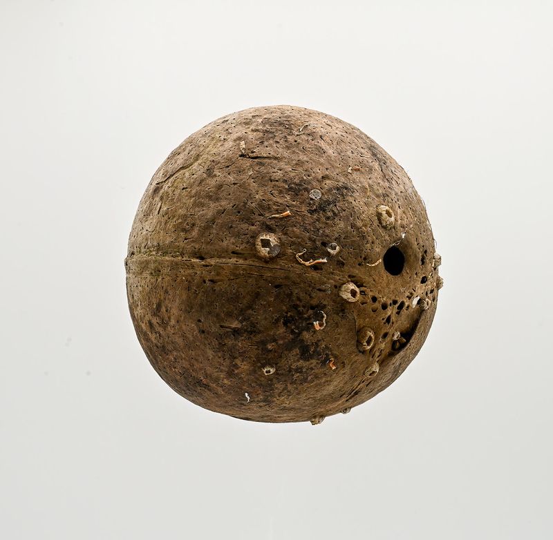 Coconut fruit shell
