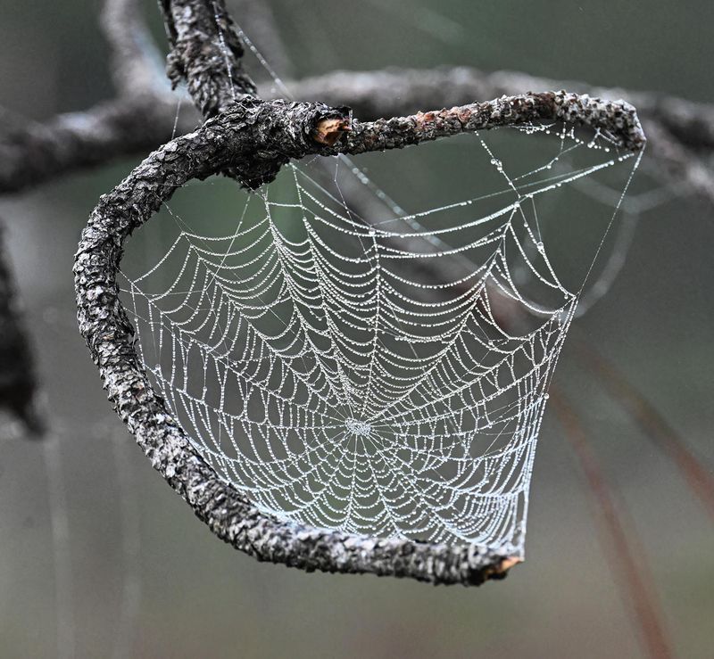 circular web with dewdrops