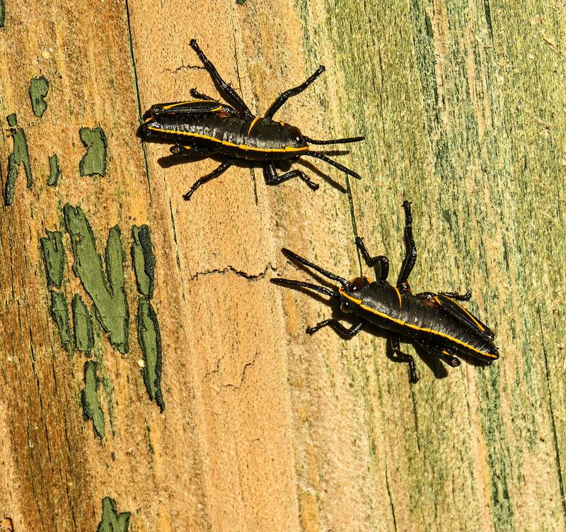 pair of immature Southeastern Lubber grasshopper