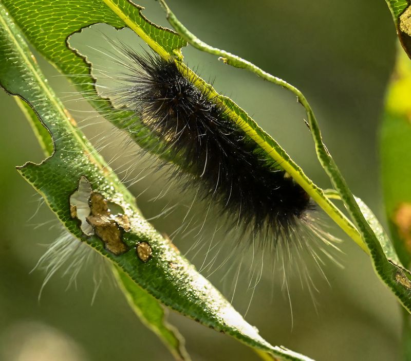 White Ermine caterpillar