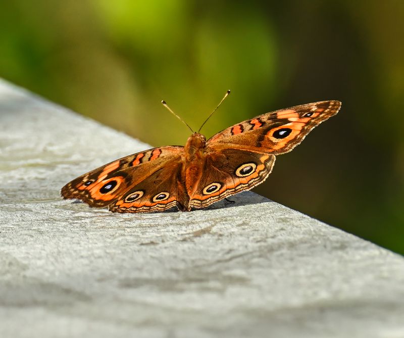 Mangrove Buckeye  -Junonia evarete-