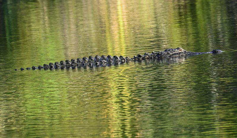 pond Gator