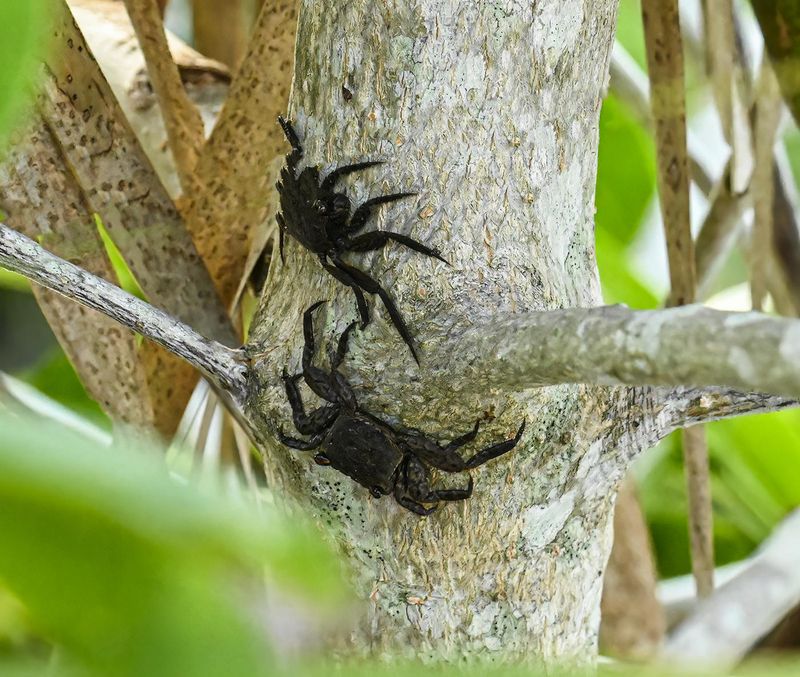 ..pair of Squareback Marsh crabs..