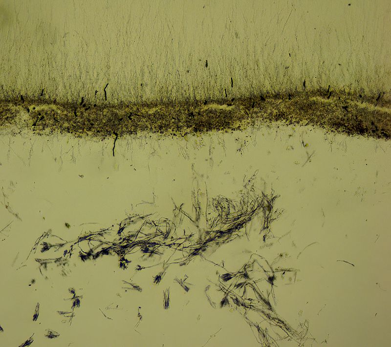 Penicillium  -cheese fungus-