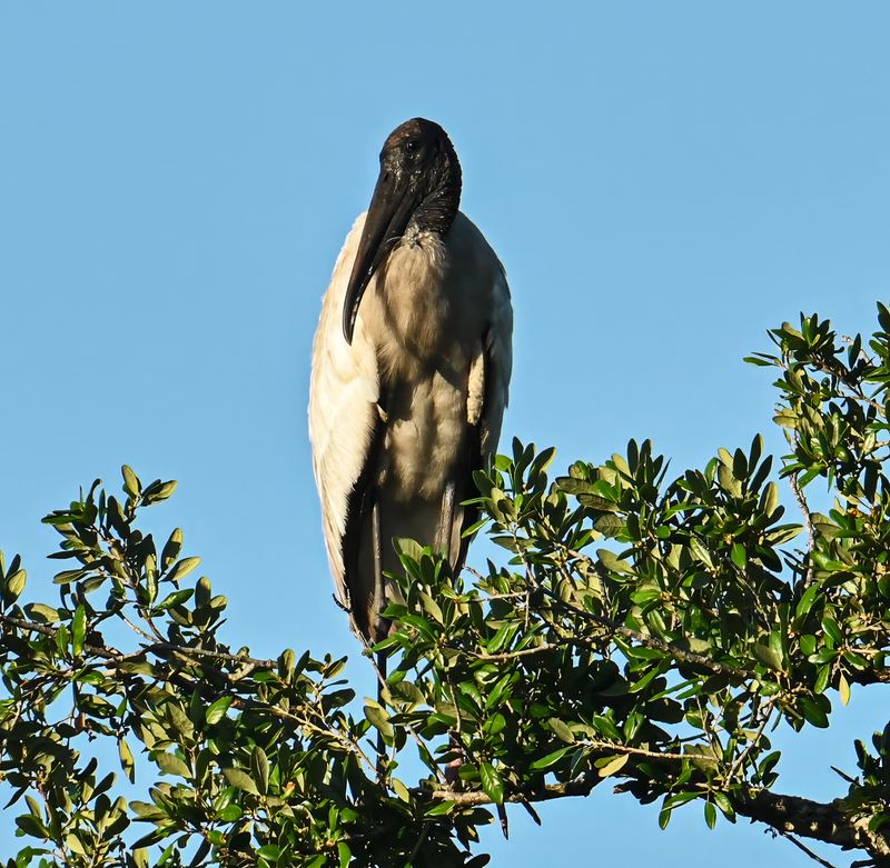 Wood Stork  _high in a tree_