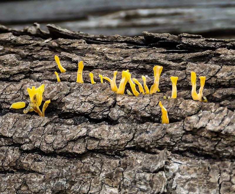 Sweet Osmanthus fungus  on wood
