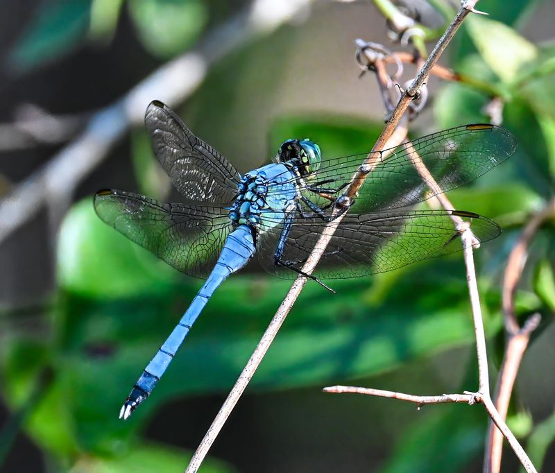 Little Blue Dragonfly  -Pachydiplax longpennis-  male