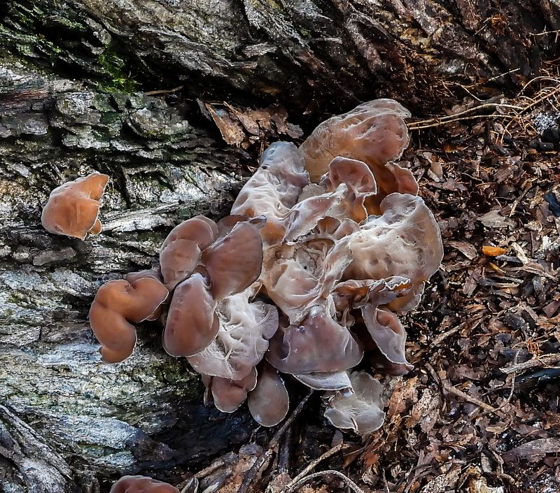 Wood Ear mushroom  -Auricula-