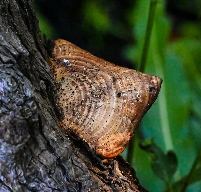 Triangular hard wood fungus