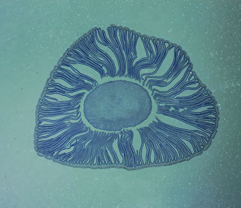 Coprimus Mushroom section