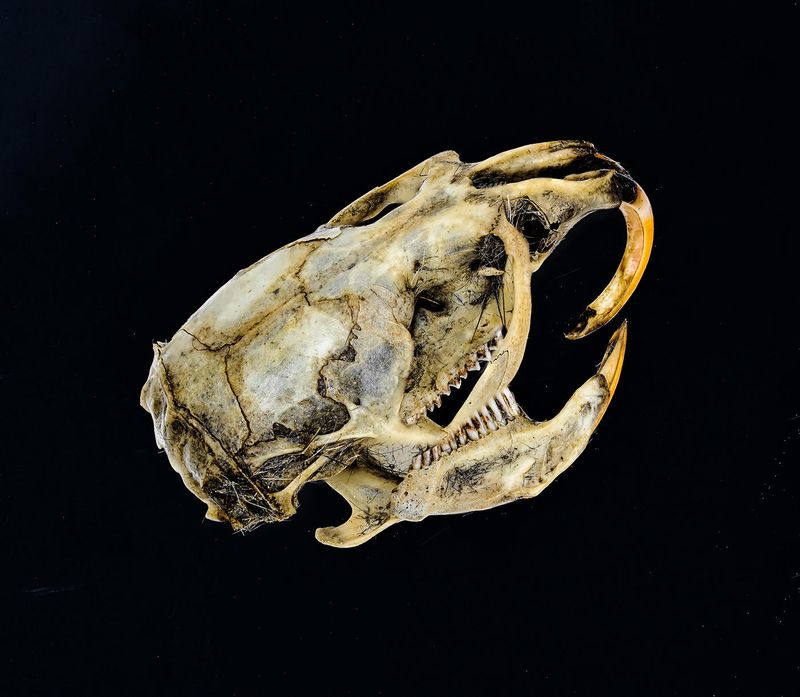 Rodent skull from an Owl  pellet