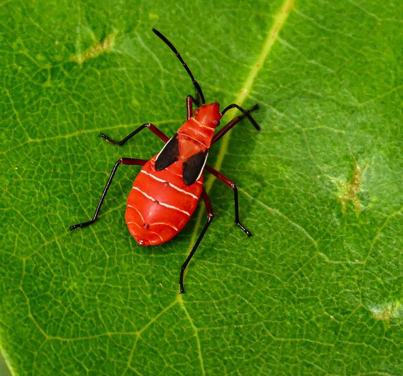 Cotton Stainer nymph