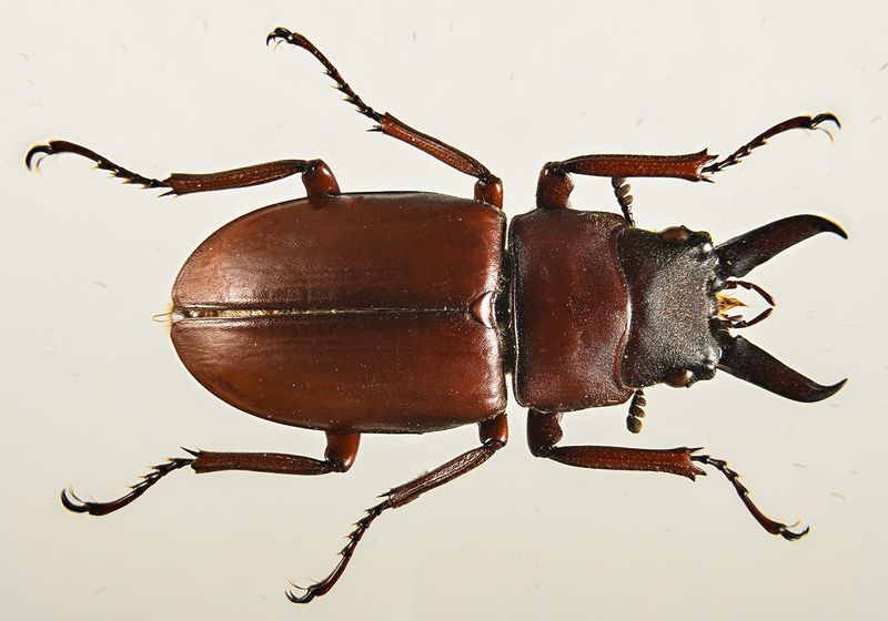 Stag Beetle -Lucanus capreolus-  1