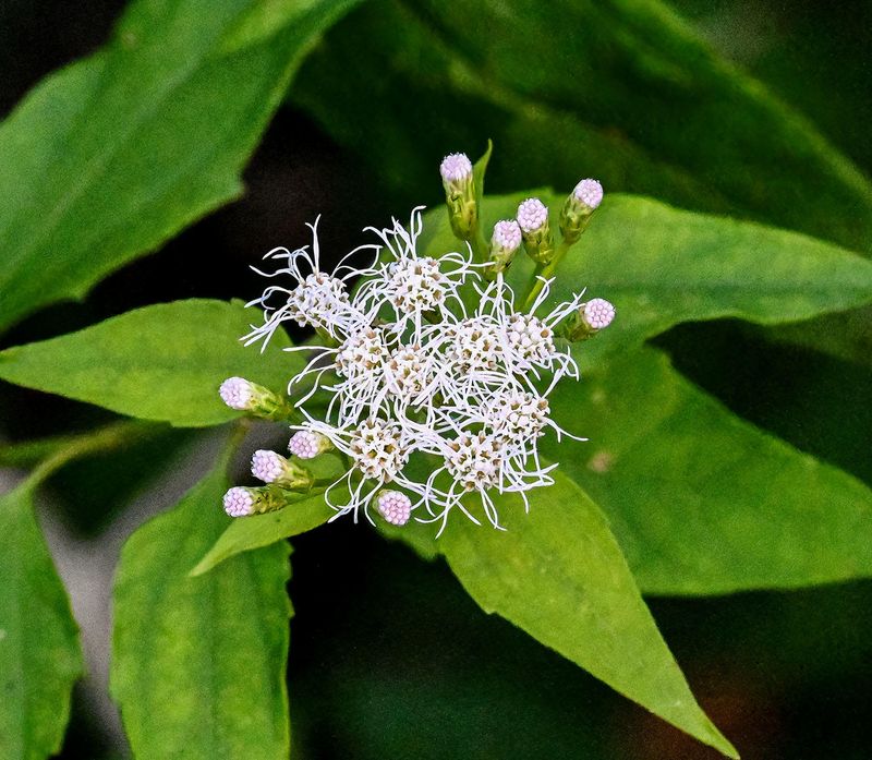 Siam Weed  -Chromolaena odorata-