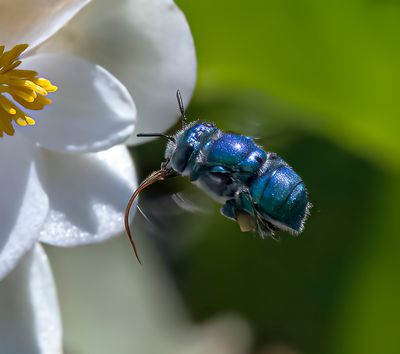 Blue Orchid bee