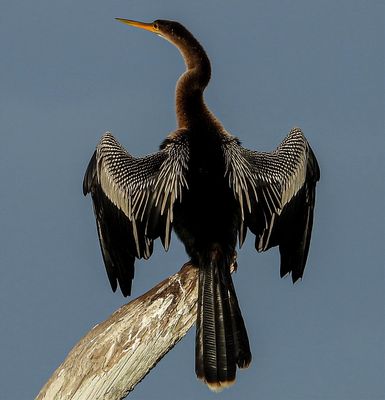 Anhinga drying its wings