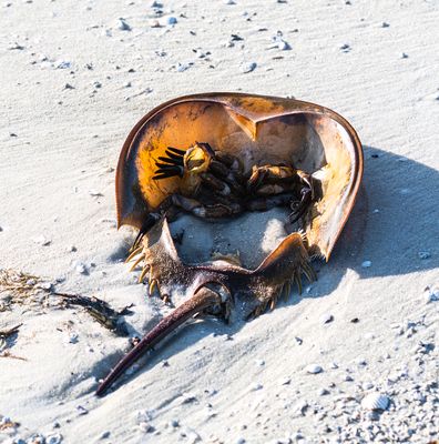 backlit Horseshoe Crab  -Limulus polyphemus-