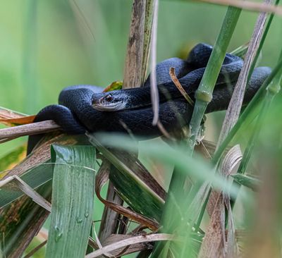 Black racer high in some weeds