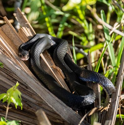 Black Racer snake in a bush
